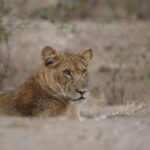 Kenya Tanzania and Rwanda Luxury Safari