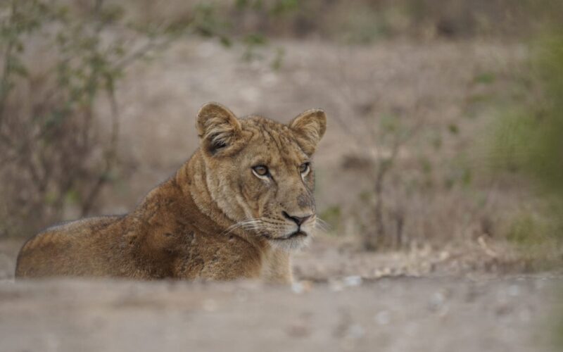 Kenya Tanzania and Rwanda Luxury Safari