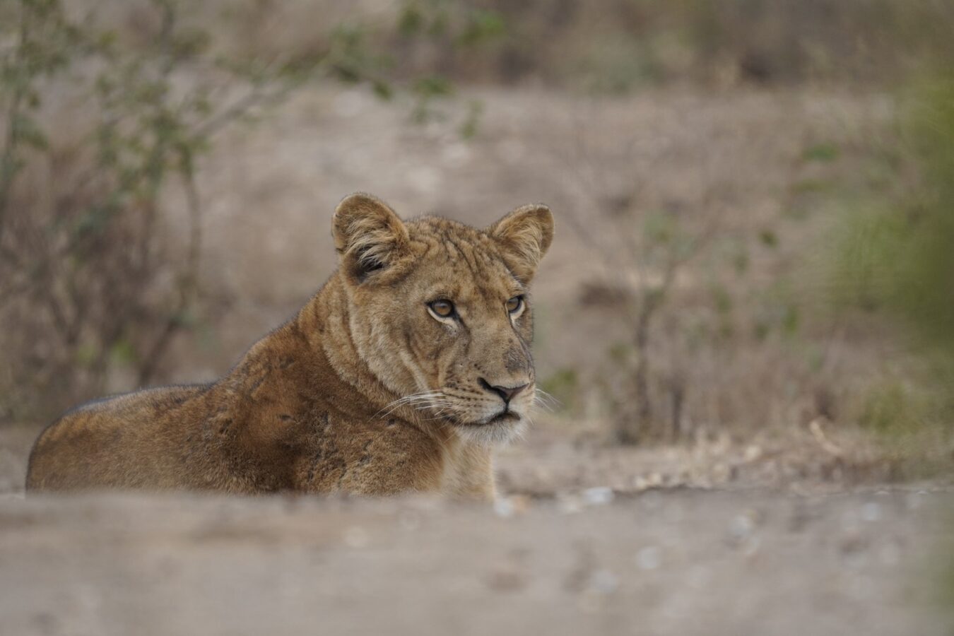Kenya Tanzania and Rwanda Luxury Safari