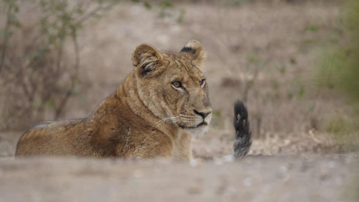 17 Days Uganda Kenya & Tanzania Safari