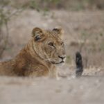 17 Days Uganda Kenya & Tanzania Safari