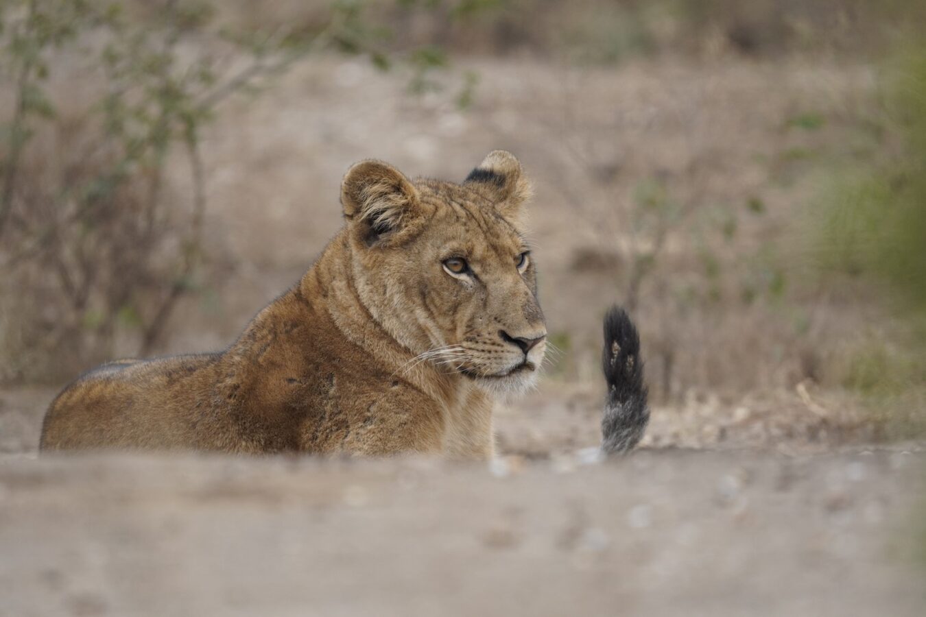 16- Day Kenya and Tanzania Family Safari