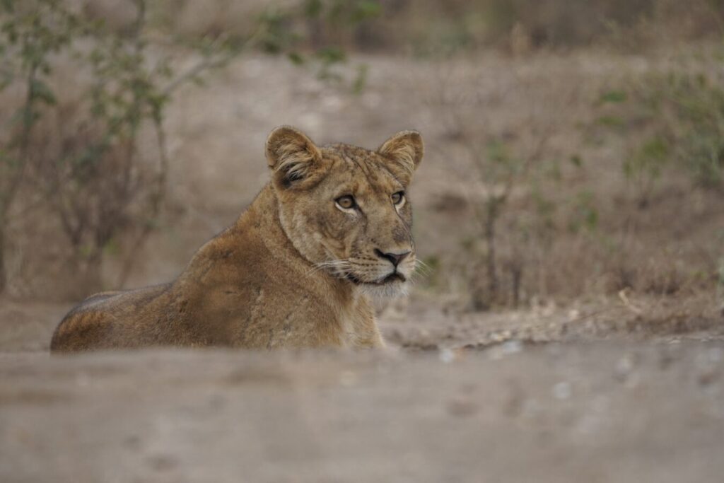Affordable Kenya and Tanzania Safari