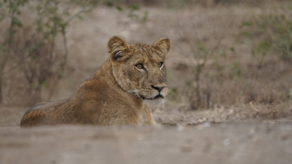 Affordable Kenya and Tanzania Safari