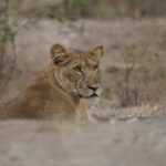 Affordable Kenya and Tanzania Safari