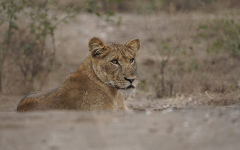 Affordable Kenya and Tanzania Safari