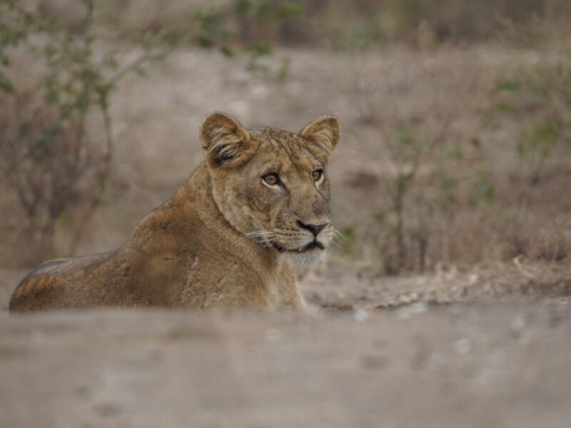 Affordable Kenya and Tanzania Safari