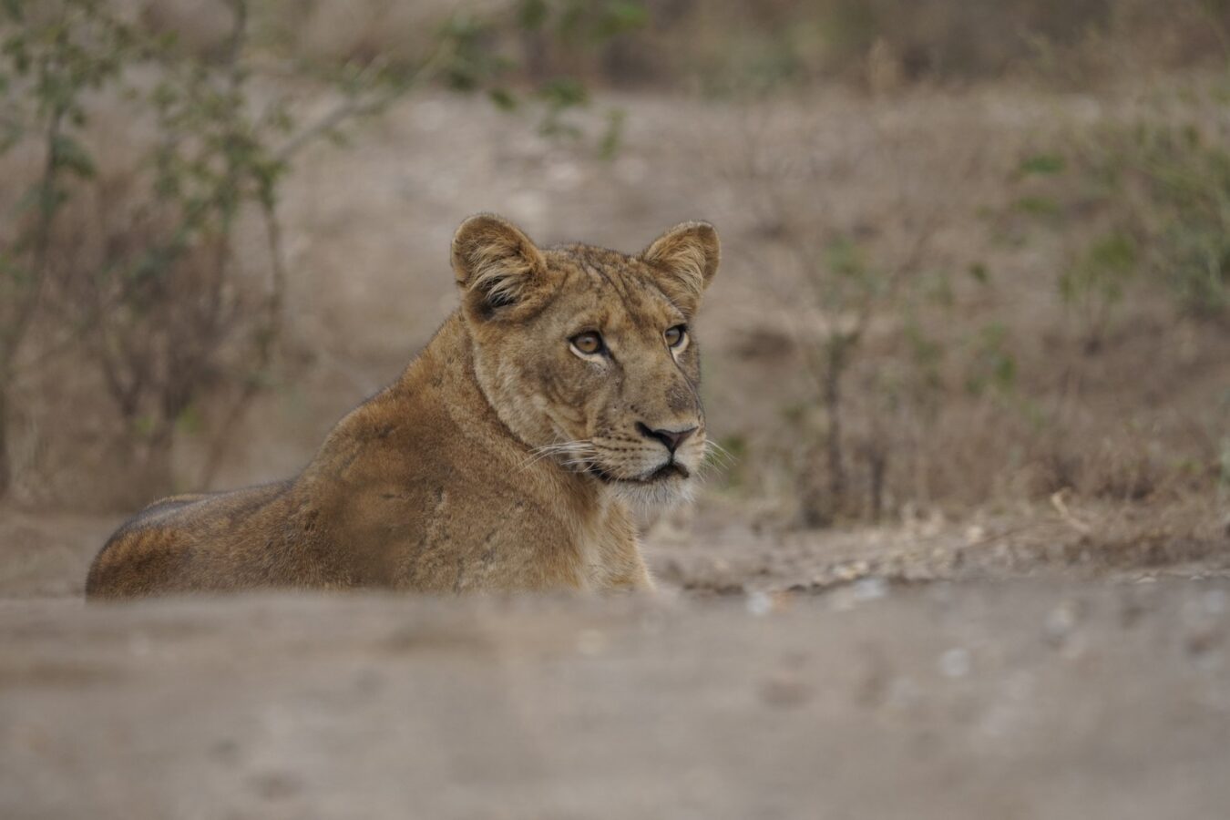 Affordable Kenya and Tanzania Safari