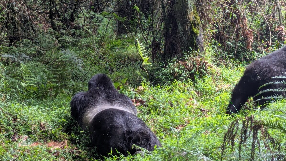 How Expensive is Gorilla Trekking in Uganda?