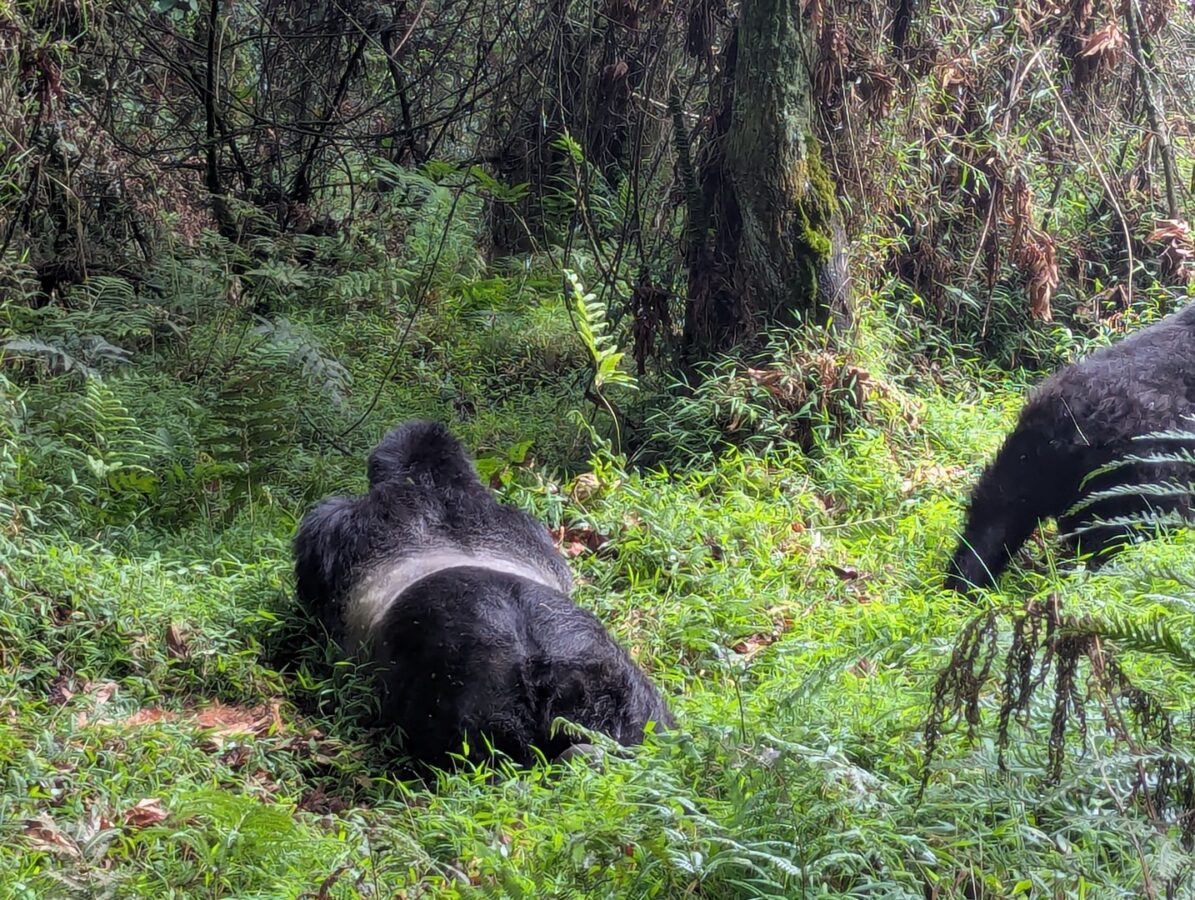 Best Kenya Rwanda Safari