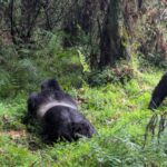 Cost to Go Gorilla Trekking in Rwanda