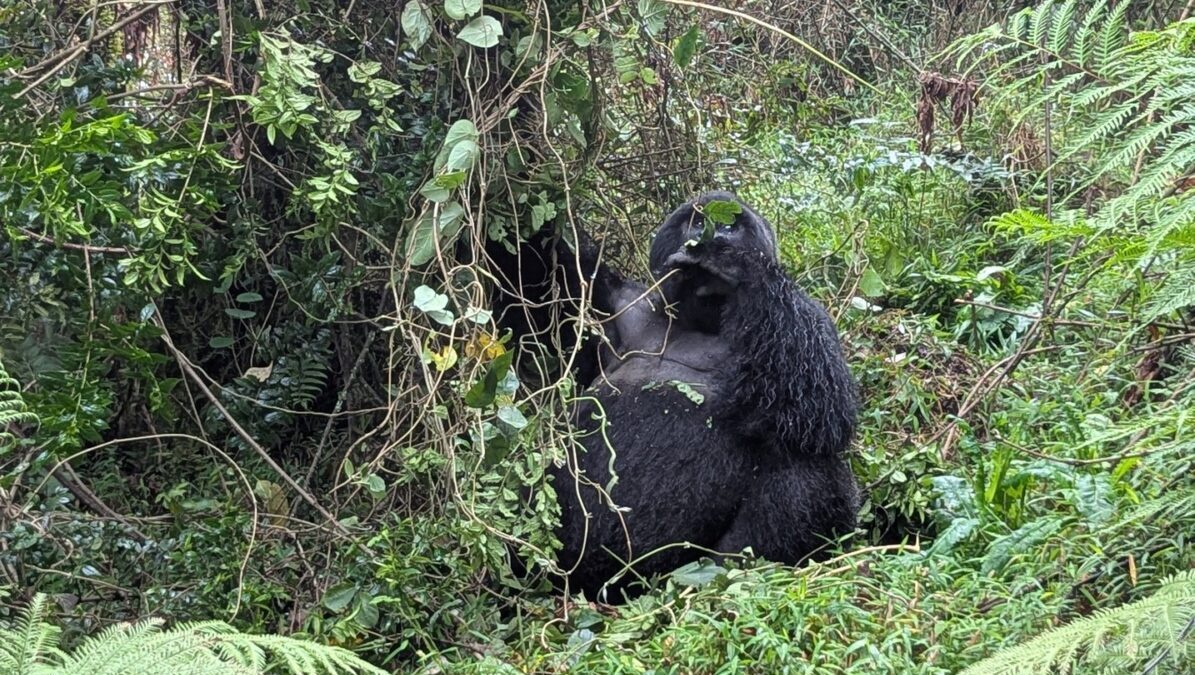 Tanzania Rwanda safaris