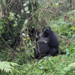 Tanzania Rwanda safaris
