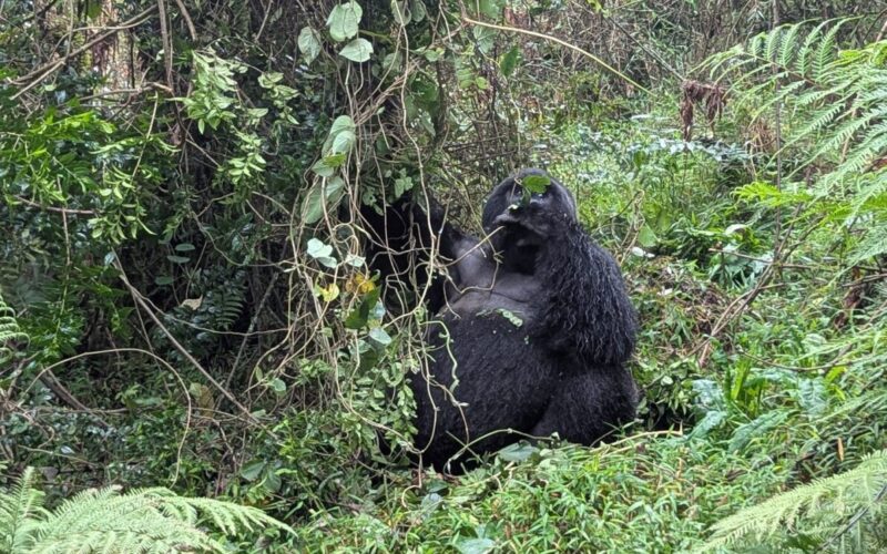 Tanzania Rwanda safaris