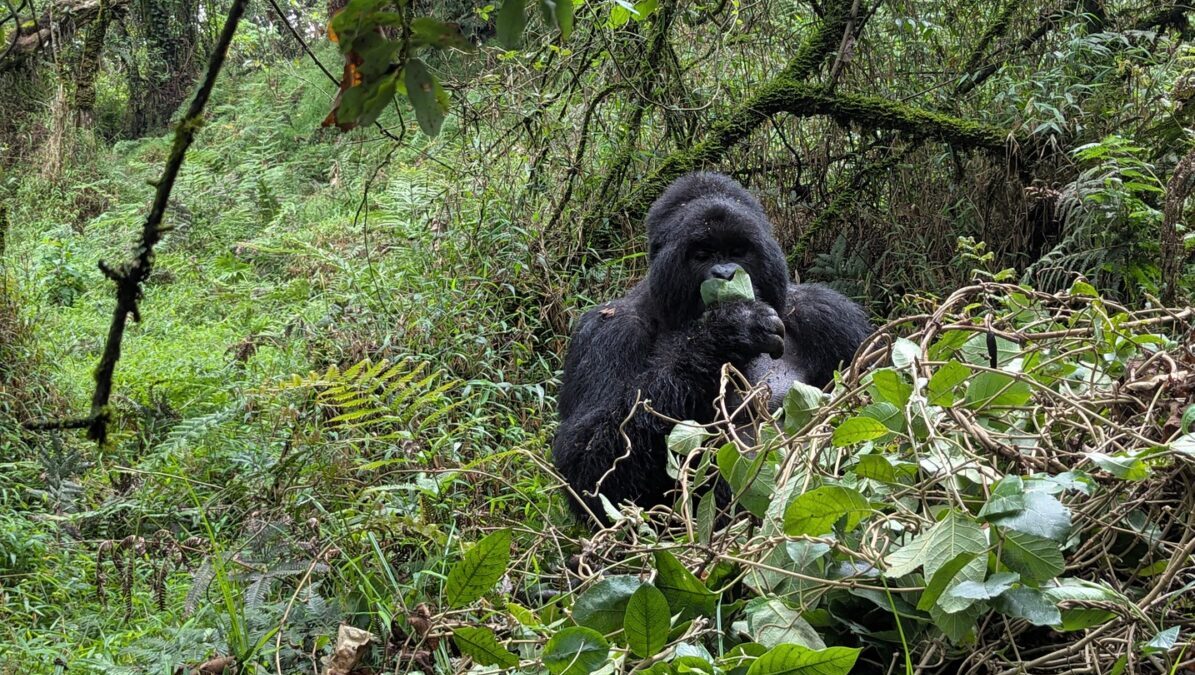 Best Rwanda Gorilla Tours