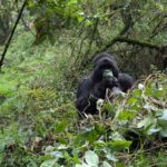 Best Rwanda Gorilla Tours