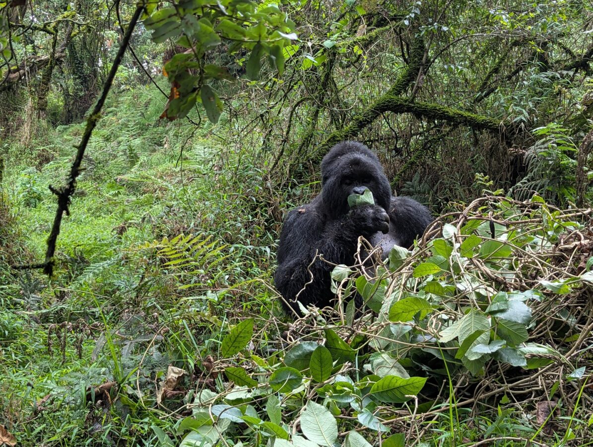 Rwanda Gorilla Trekking & Zanzibar Safari
