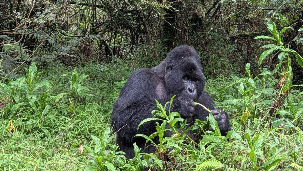 Gorilla Trekking Rwanda Permit