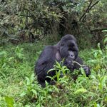 Gorilla Trekking Rwanda Permit