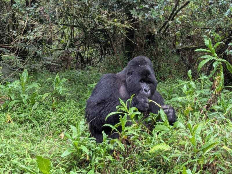 Gorilla Trekking Rwanda Permit Gorilla Trekking Rwanda Permit
