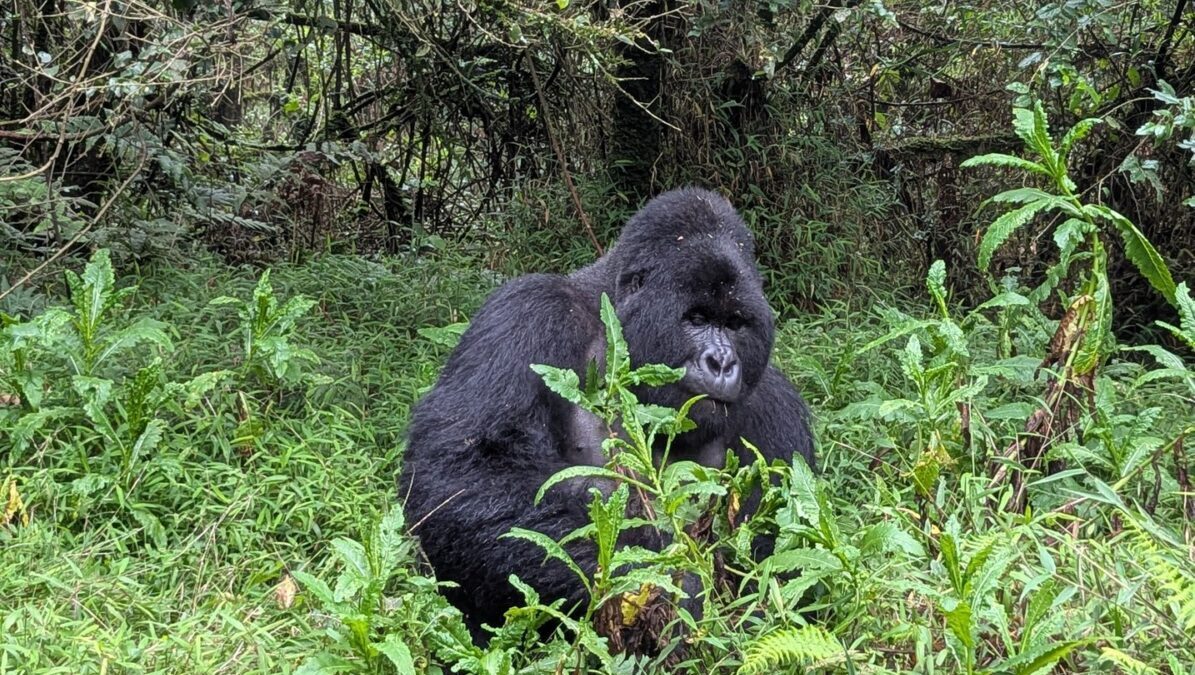 Uganda Safari Adventure from Kigali