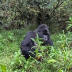 Uganda Safari Adventure from Kigali