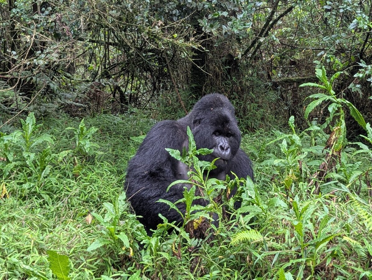 Uganda Rwanda Burundi Safari