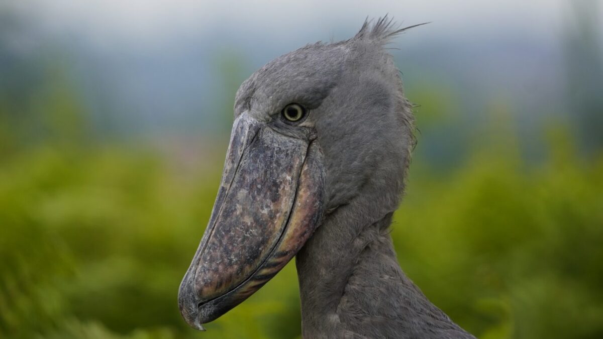 Uganda Birding Safari and Gorilla Trekking