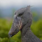 Uganda Birding Safari and Gorilla Trekking