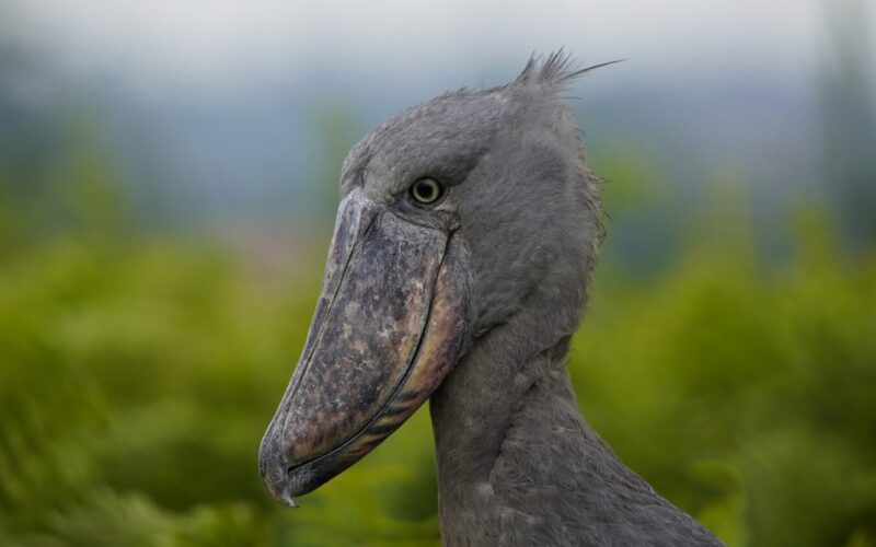 Uganda Birding Safari and Gorilla Trekking