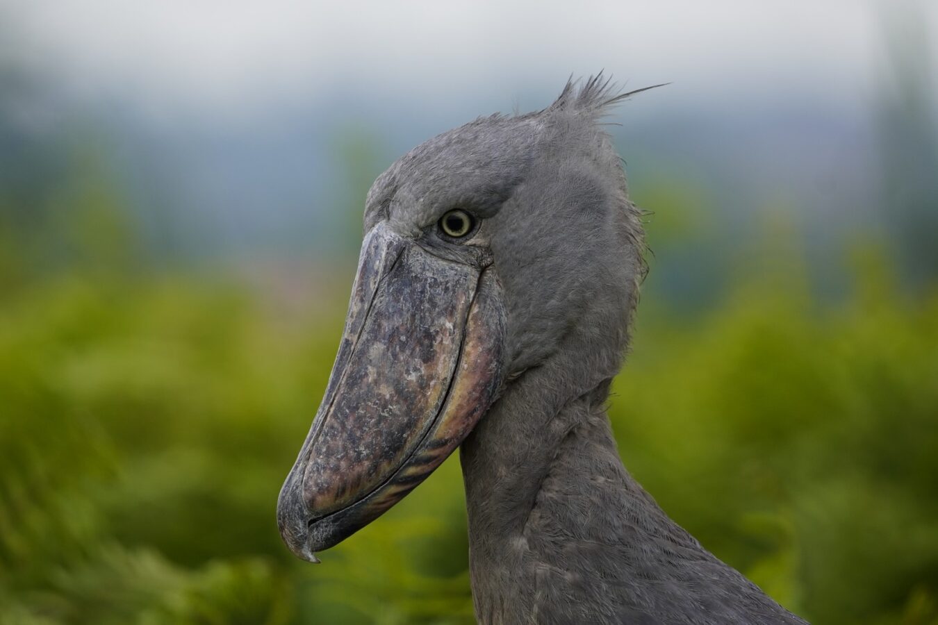 Uganda Birding Safari and Gorilla Trekking