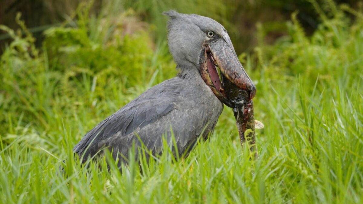 Uganda Birding Safari and Gorilla Trekking