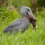Uganda Birding Safari and Gorilla Trekking