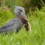 Uganda Birding Safari in the Savannahs