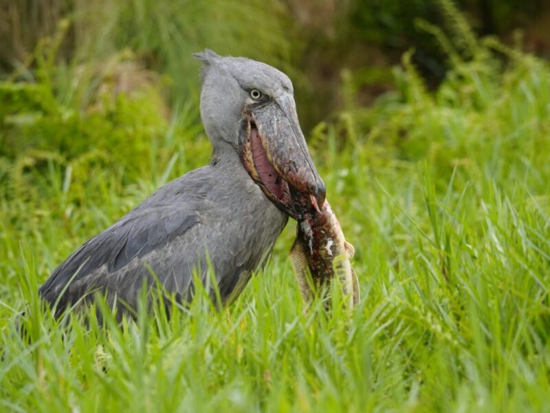 Uganda Birding Safari in the Savannahs Uganda Birding Safari in the Savannahs