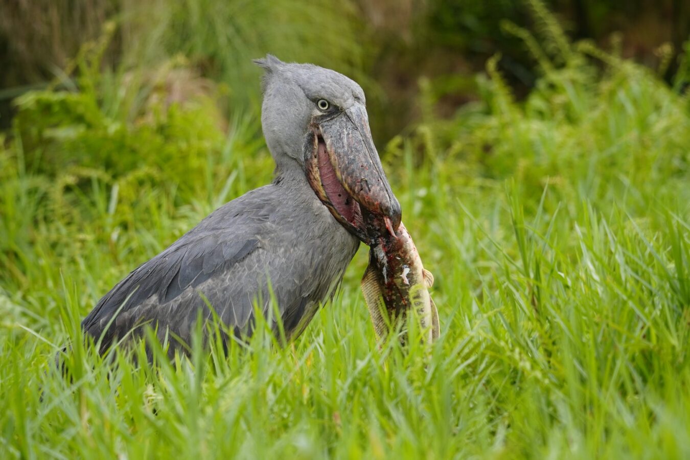 Uganda Birding Safari in the Savannahs
