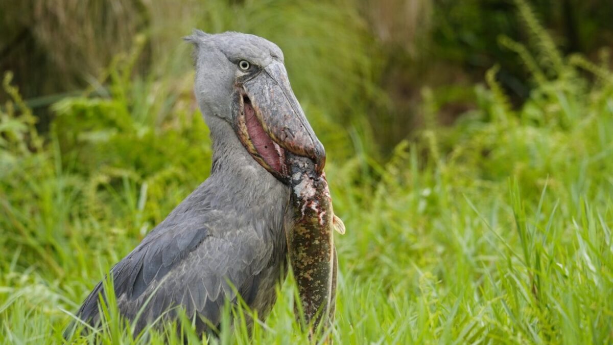 10 Days Uganda Birding Safari