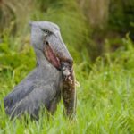 10 Days Uganda Birding Safari