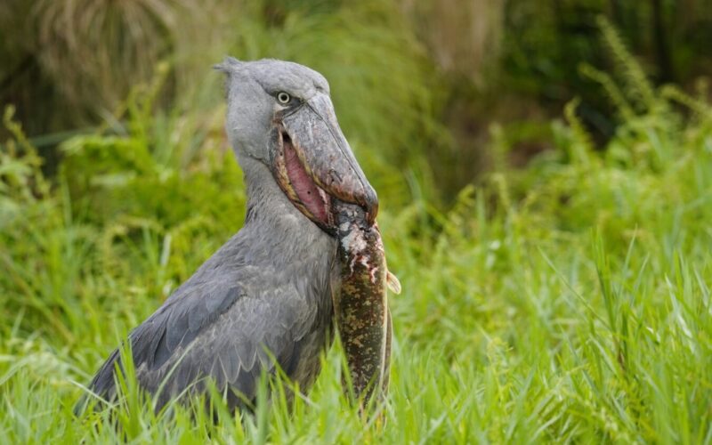 10 Days Uganda Birding Safari