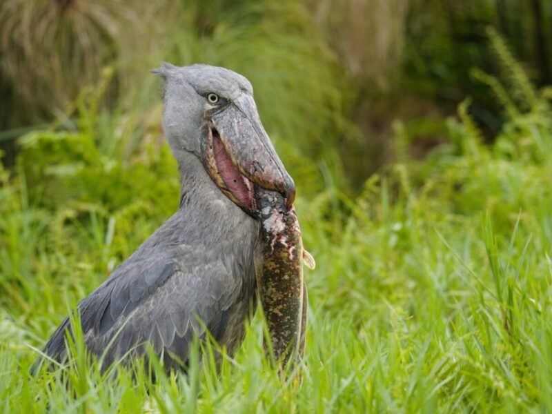 10 Days Uganda Birding Safari 10 Days Uganda Birding Safari