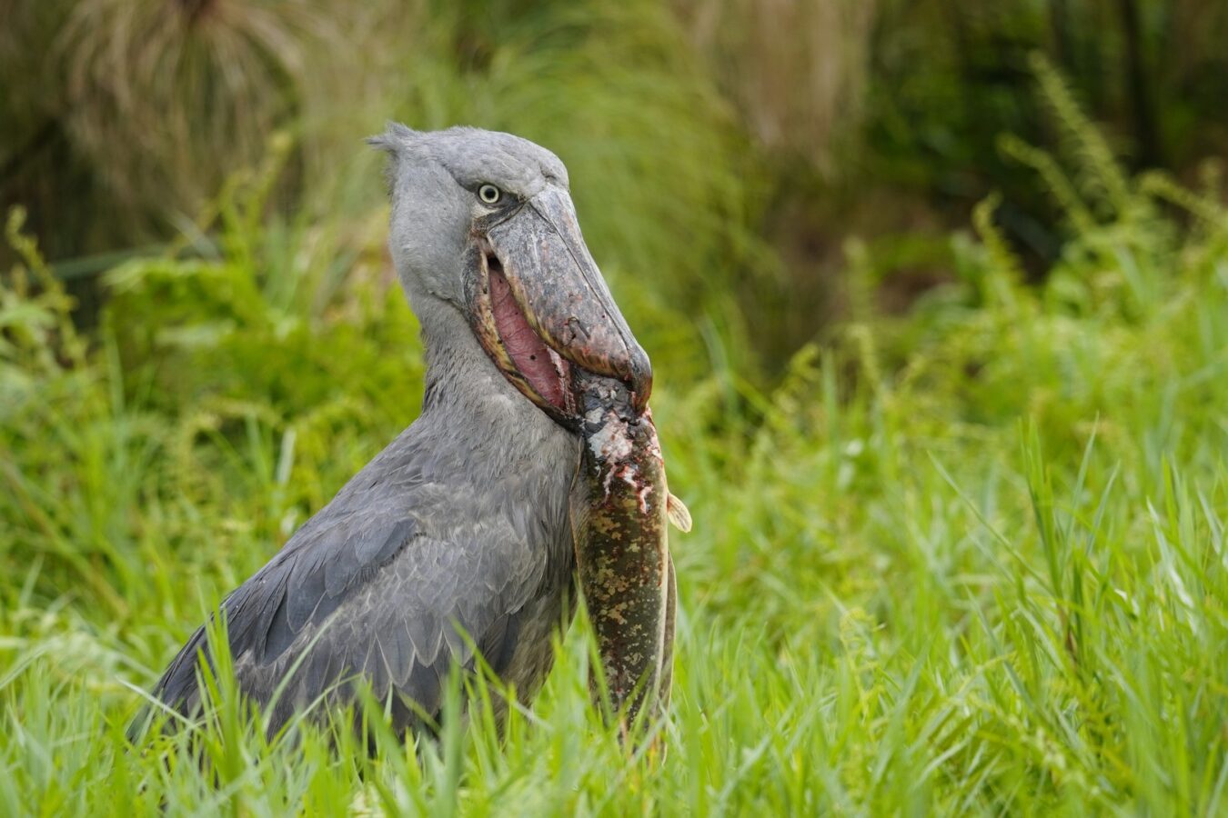 10 Days Uganda Birding Safari