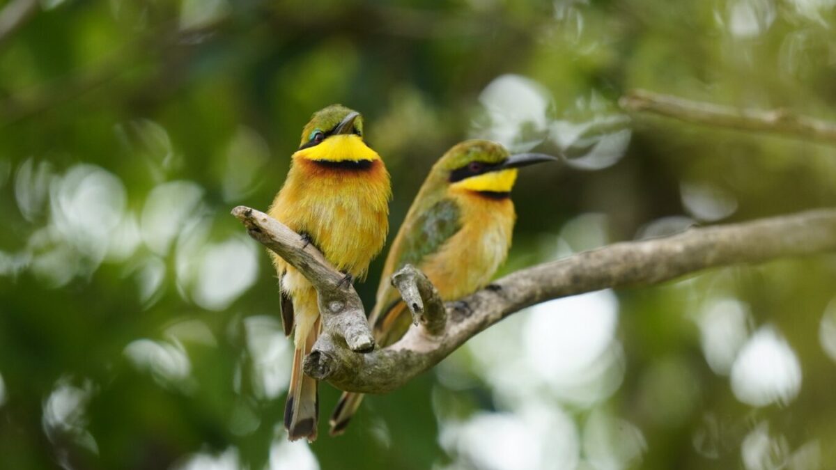 Uganda Birding Safari and Gorilla Trekking