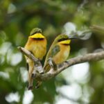 Uganda Birding Safari and Gorilla Trekking