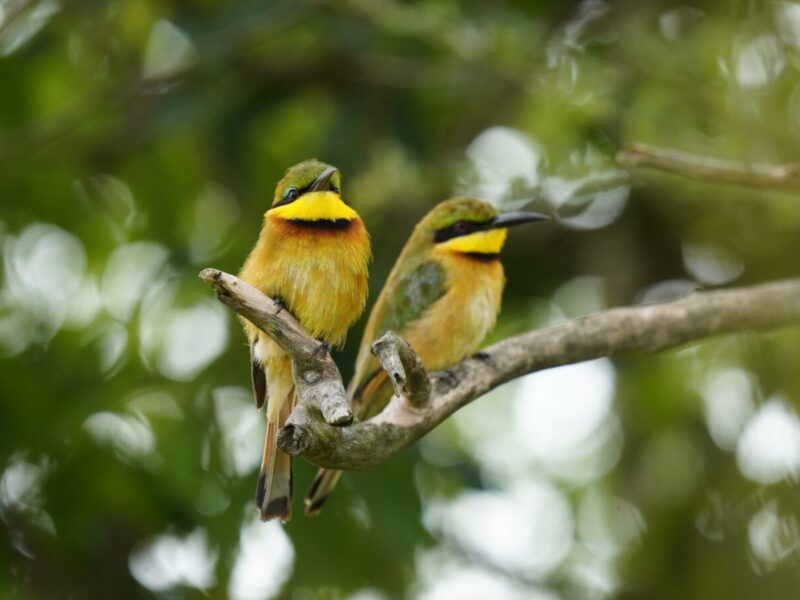 Uganda Birding Safari and Gorilla Trekking Uganda Birding Safari and Gorilla Trekking