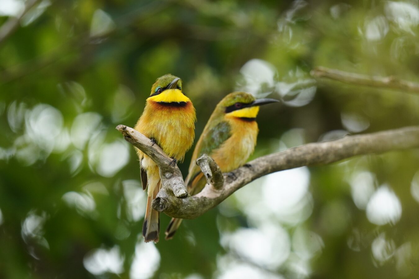 Uganda Birding Safari and Gorilla Trekking