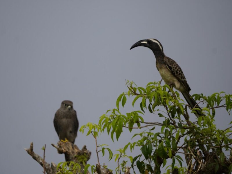 10-Day Rwanda Birding Safari 10-Day Rwanda Birding Safari