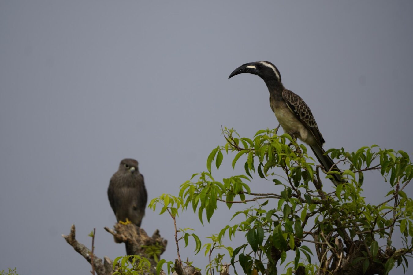 10-Day Rwanda Birding Safari