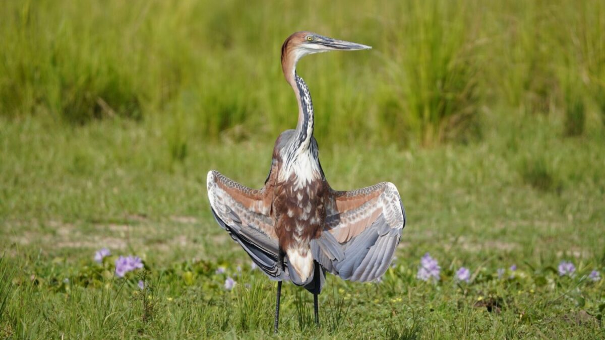 Uganda Birding Safari and Gorilla Trekking