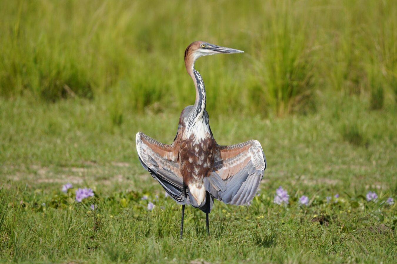 Uganda Birding Safari and Gorilla Trekking