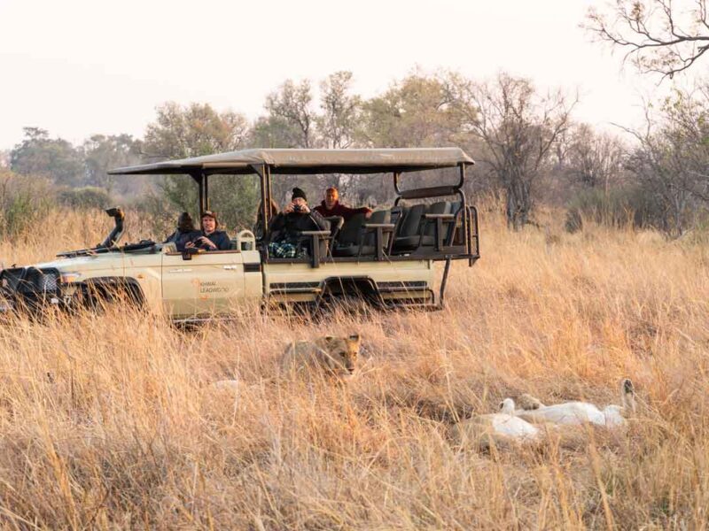 Africa Safaris
